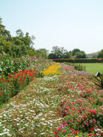 Jaipur - The hotel gardens