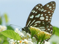 Kerala - The butterfly garden