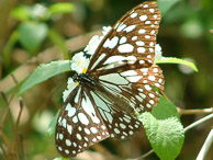 Kerala - The butterfly garden