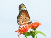 Kerala - The butterfly garden