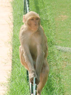 Agra - Local wildlife