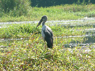 Kerala - Back water tour - Some sort of bird, ask Mr Groom