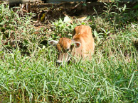 Kerala - Back water tour, cow looks on