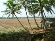 Kerala - Back water tour, paddy fields