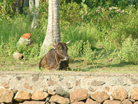 Kerala - Back water tour - A cow